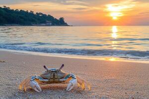 A crab on the beach at sunset photo