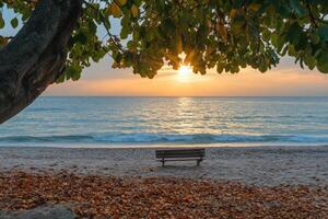 A bench sitting under a tree on a beach at sunset photo