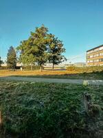 A tree is in the middle of a grassy field photo