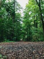 A forest with a path through it photo