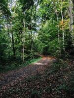 A path through a forest with trees and leaves on the ground photo