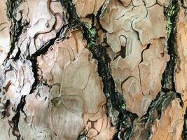 The bark of a tree is rough and has many small holes photo