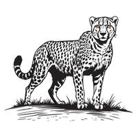Black and white illustration of a cheetah vector