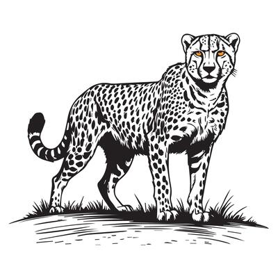 Black and white illustration of a cheetah