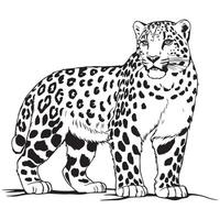 Black and white illustration of a snow leopard vector