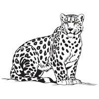Black and white illustration of a wild snow leopard vector