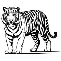 Black and white illustration of a wild tiger vector
