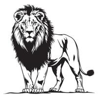 Black and white illustration of a wild lion vector
