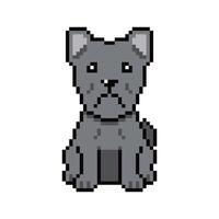 Pixel art cute cane corso dog in retro style vector
