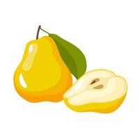 Illustration of whole and half pear with leaf isolated on white background. vector