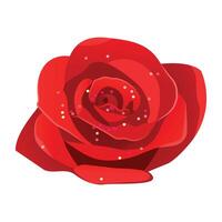 Blooming red rose flower isolated on white background. vector