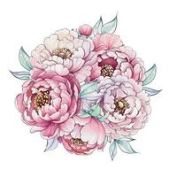 A bouquet of peonies in various stages of bloom showcases their intricate petals and vibrant colors, radiating springtime charm and elegance. vector