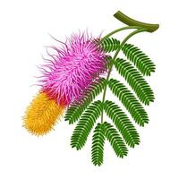 Illustration of Shami flower with leaves, also known as Persian mesquite or ghaf, scientific name Prosopis cineraria, isolated on white background. vector