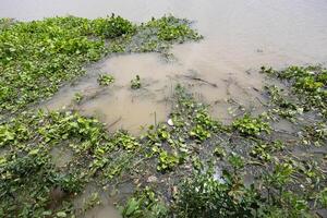 Water hyacinth with garbage on a river. Water pollution in river with trash. photo