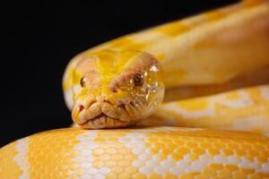 Close up of golden yellow python with tongue hanging out on black background. tree snake photo