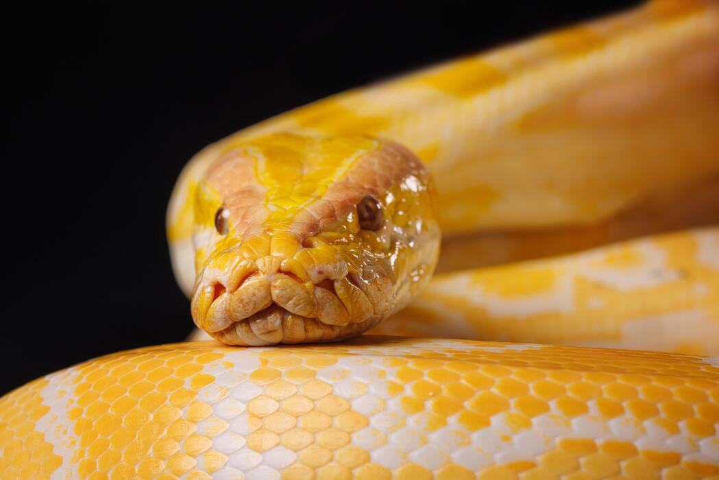 Python Snake Stock Photos, Images and Backgrounds for Free Download