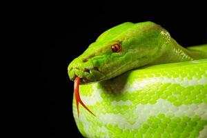Giant wooden green snake python, on dark isolated background photo