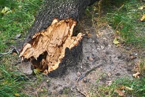 The trunk of a broken tree felled by a storm at the root photo
