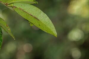 Tropical leaves, abstract green leaves texture, nature background. Close-up tree leaf background. Natural background. Macro leaf. soft focus photo