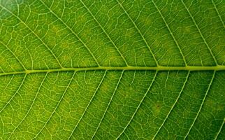 Leaf texture macro. Leaf vein pattern macro photography. Green leaf cells macro. Leaf close-up shot. photo