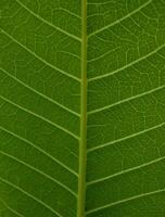 Leaf texture macro. Leaf vein pattern macro photography. Green leaf cells macro. Leaf close-up shot. photo