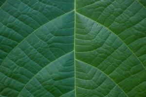 Leaf texture macro. Leaf vein pattern macro photography. Green leaf cells macro. Leaf close-up shot. photo
