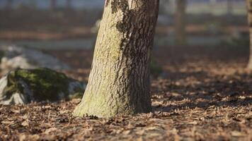 A close up view of a tree trunk surrounded by fallen leaves in a serene park video