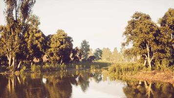Serene riverside landscape with lush trees and calm water during golden hour video