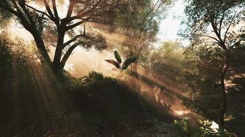 Sunlight filters through trees in a tranquil forest at dawn video