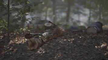Sunlight filters through trees illuminating a fallen log in a forest setting video