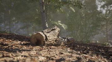 A fallen log resting on the forest floor surrounded by greenery and sunlight video