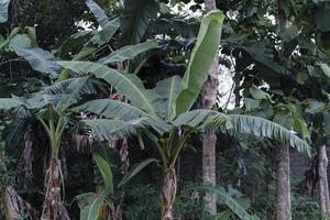 A banana tree with many leaves photo