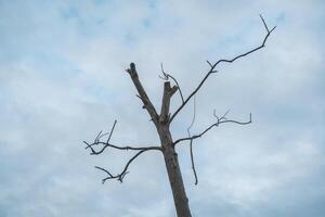 A dead tree with no leaves on it photo