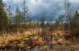 Bog and forest under moody sky photo
