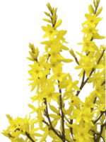 Forsythia , Forsythia spp. A deciduous shrub that blooms with bright yellow flowers in early spring, often before the leaves emerge. png