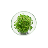 Broccoli microgreens in a transparent glass bowl, showcasing their bright green hues and intricate leaf s png