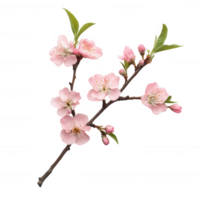 Delicate pink flowers blossoming on a branch, symbolizing spring and new beginnings. png