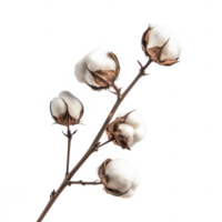 Cotton branch showcasing soft, fluffy bolls ready for harvest. png