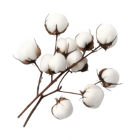 A close-up view of white cotton bolls on branches, showcasing their natural beauty. png