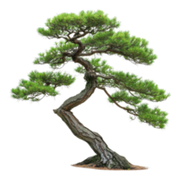 Isolated Pine Tree Against Clear Sky for Nature and Landscape Usage on transparent background png