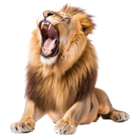 Majestic Roaring Lion Isolated on a White Background on transparent background png