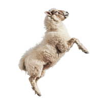 Dynamic Sheep Jumping Isolated on White Background on transparent background png