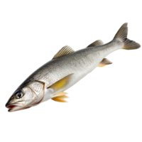 Vibrant Fish Swimming in Clear Water on Transparent Background png