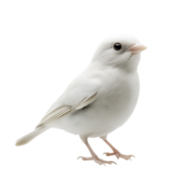 Small White Bird Isolated Against a Clean Background on Transparent Background png