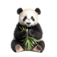 Cute Panda Holding Bamboo Isolated on White Background for Animal-Themed Projects on Transparent Background png