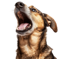 Dog Barking with Open Mouth on White Background for Pet-Related Content on Transparent Background png