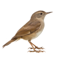 Bush warbler bird side view full body isolate on transparent background png