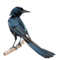 Greater racket or tailed drongo bird side view full body isolate on transparent background png
