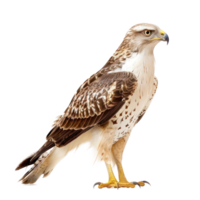 a hawk is standing on a transparent background png