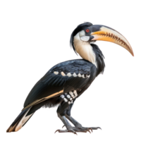 Hornbill side view full body isolate on transparent background png